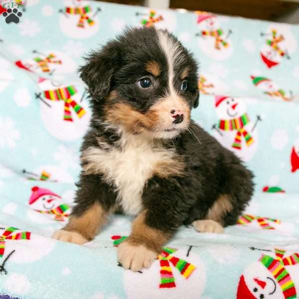 Rae, Bernedoodle Puppy
